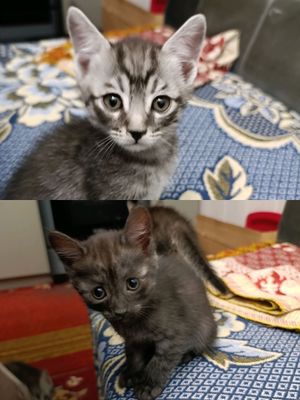 котята бесплатно