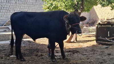 Xo'kkiz sotiladi Golshteyn va shvedni bolasi