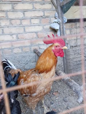Хуроз сотилади. Ёш Хуроз бакуват
