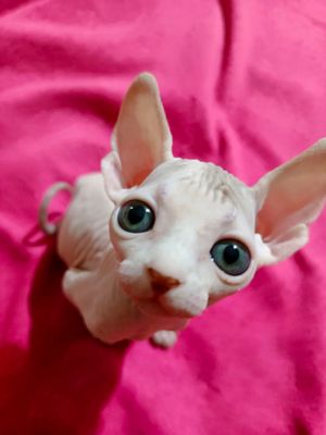 ставятся на бронь котята сфинкска