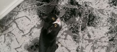 Кот