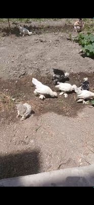 Karski jujla sotladi 10 bor toza baldog yux tochiyam yux