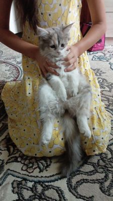 Ласковый красивый котёнок