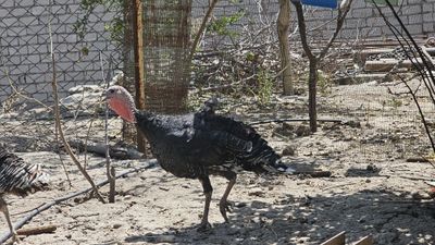 5та ургочи куркала сотилади арзончи