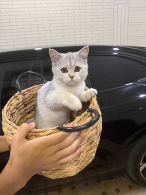 Mushuk sotiladi Шиншила тоза