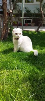 Shatlandkiy Skotish fold