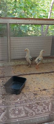 Дакан жужалар сотилади,хурозлар