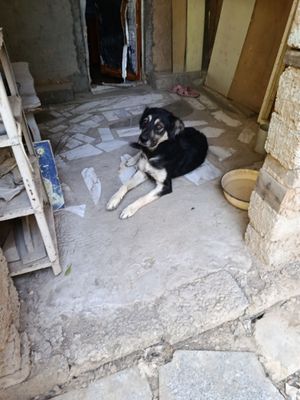 Собака в хорошие и добрые руки отдадим бесплатно.
