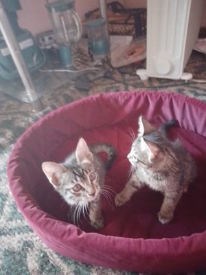 Отдам котят в добрые руки
