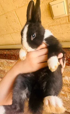 Dekorativ quyon,olmaxon sifat,4 oylik,quyon,karlik