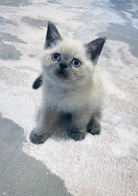 Шотландский котик, редкого окраса Blue point