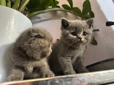 Mushuk bolalari tozza parodali