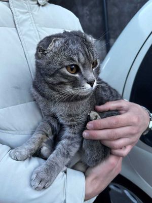 Scottish Fold. Toshkenda.