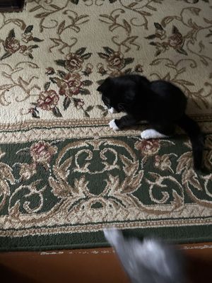 Mushuk sotiladi (American Shorthair 3 оylik ogil awilli soglom