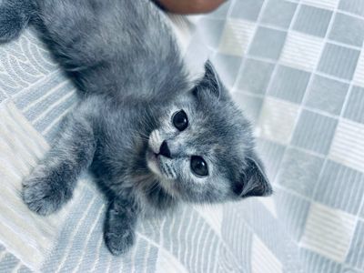 Zoti: Scottish fold toza Shotlandiya mushugi qz bola 2 oylik