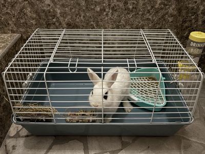 Продаю небольшой кролик, с клеткой.