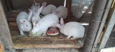 Продаются Кролики калиф
