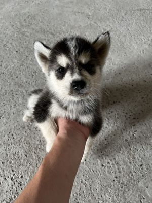 Xaski 3 oylik 200$