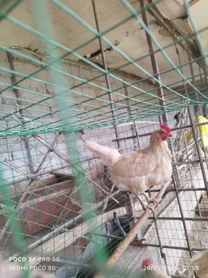 Lamon Sendi tovuqlari sotiladi