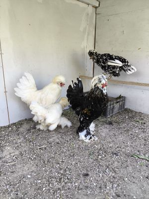 Продаётся Корейский