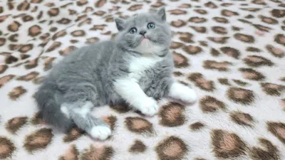 Шотландские котята Scottish Straight 1.5 месяца