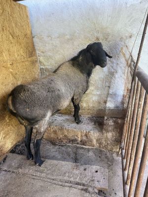 Qoy sotiladi.