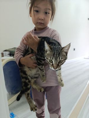 Тоза бенгал мушуги