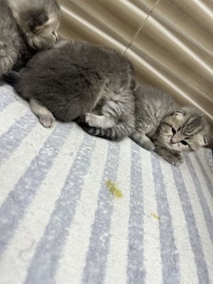 скоттиш фолд и страйт зотли мушук сотилади