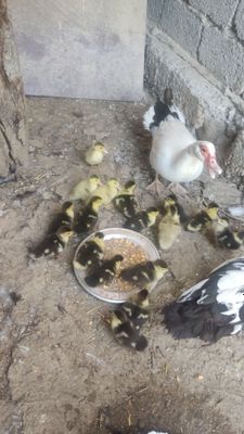 Продам индоутку с утятами