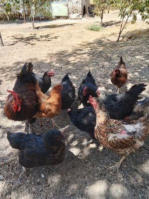 Tovuqlar sotiladi 2+10 soğlom tovuqlar