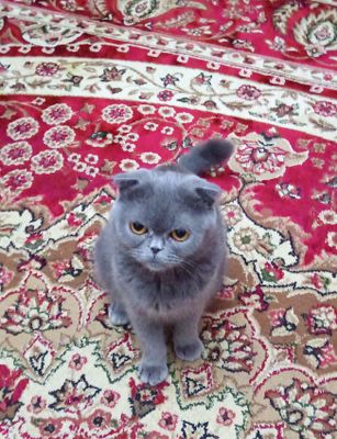 Кошки