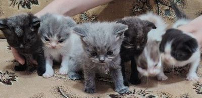 Милые котята британской породы