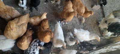 Barcha turdagi brama jujalar 2 3 4 oylik