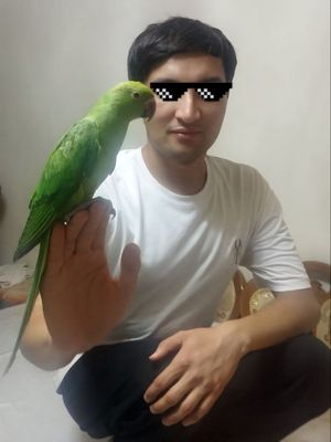 Ожереловый попугай