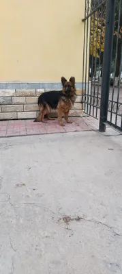 Немецкоя Авчарка