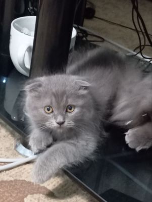 Skotish fold sotiladi Продаётся Скотиш фолд