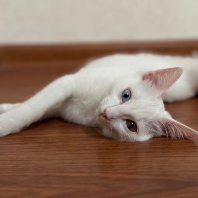 Oq Turkish angora