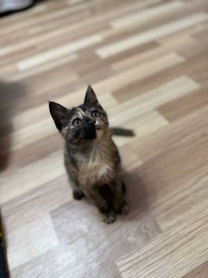 Кошечка Кира, отдам в хорошие руки