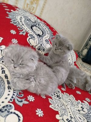 Скоттиш фолд и Скоттиш Страйт