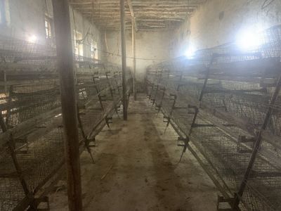 Товук катак сотилади срочно