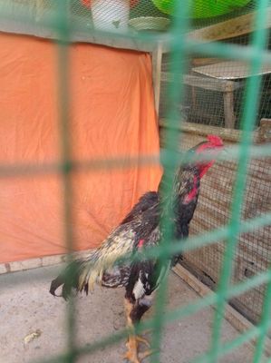 Kulangi xōroz sotiladi aybi yoq kasal emas faqat oladiganlar yozsin