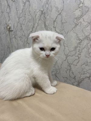 Mushuk bolachalari zotli