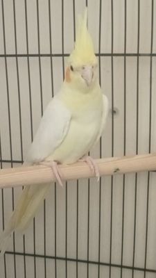 Продаётся корелла самец