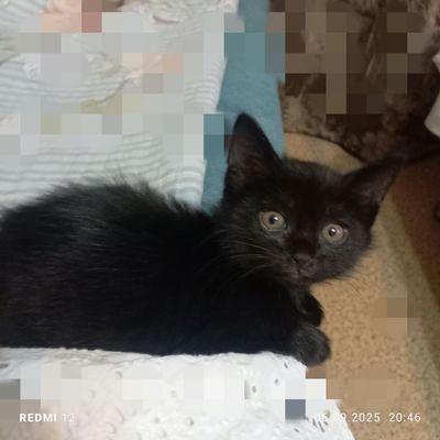 Котенок девочка очень игривая