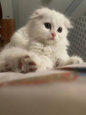 Продам котят чистокровных фолдов