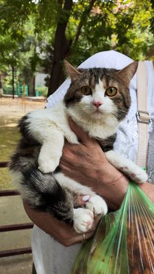 Котик 8 месяцев пристраивается