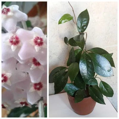 Продам. Хойя - красиво цветущее растение,