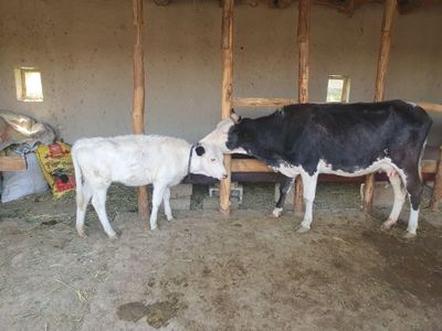 Ona bola sigir sotiladi bolasi g'unojin Shofirkonda