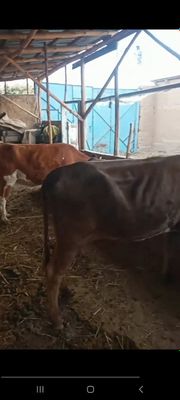 Гунажин 2 та г.Чирчик