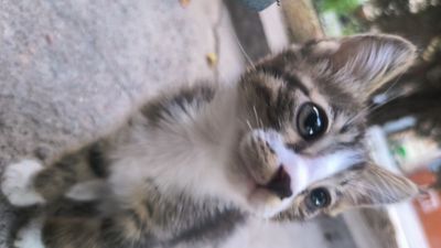 Yaxshi mushuk bolasi. Котонек хорошей кошечки